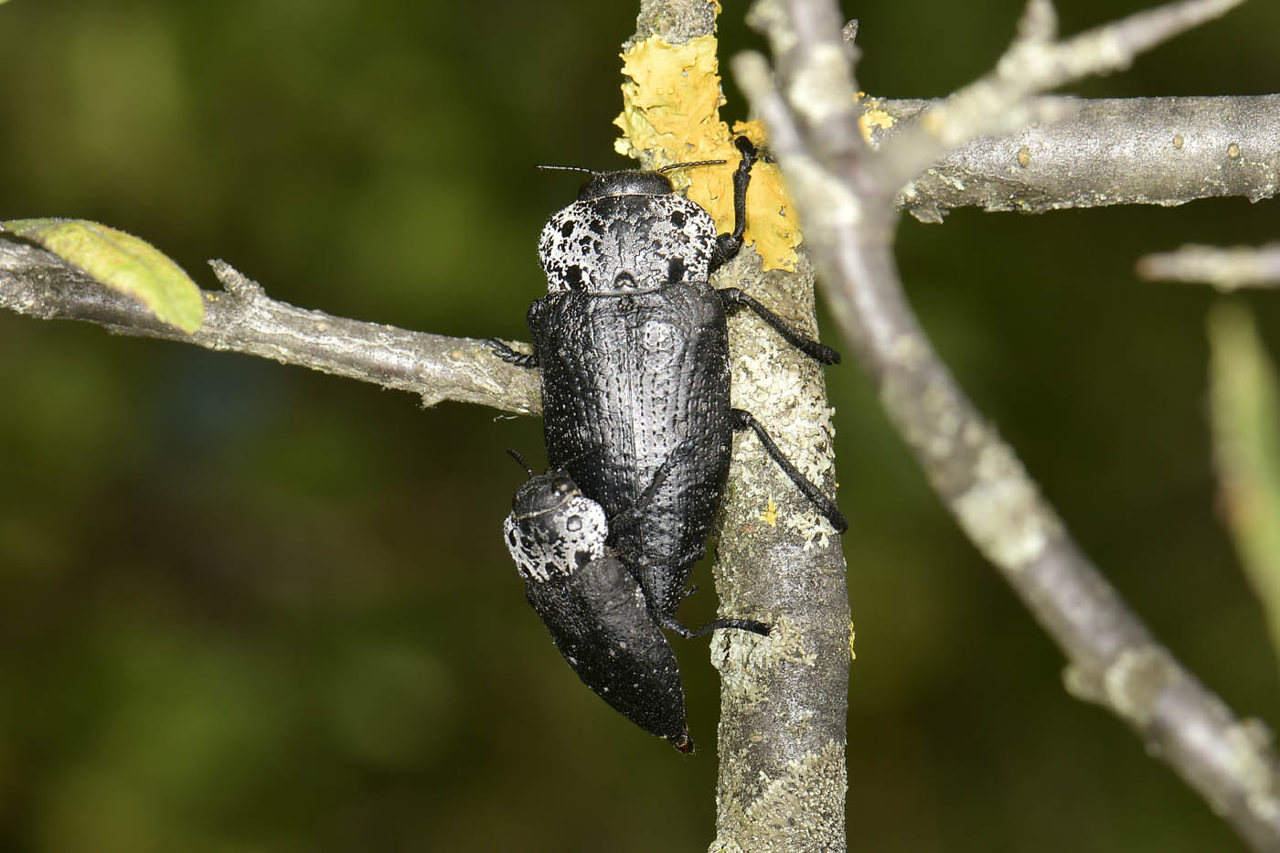 Buprestidae: Capnodis sp.? S, Capnodis tenebrionis